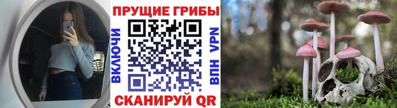 Галлюциногенные грибы Psilocybe  Новый Оскол 